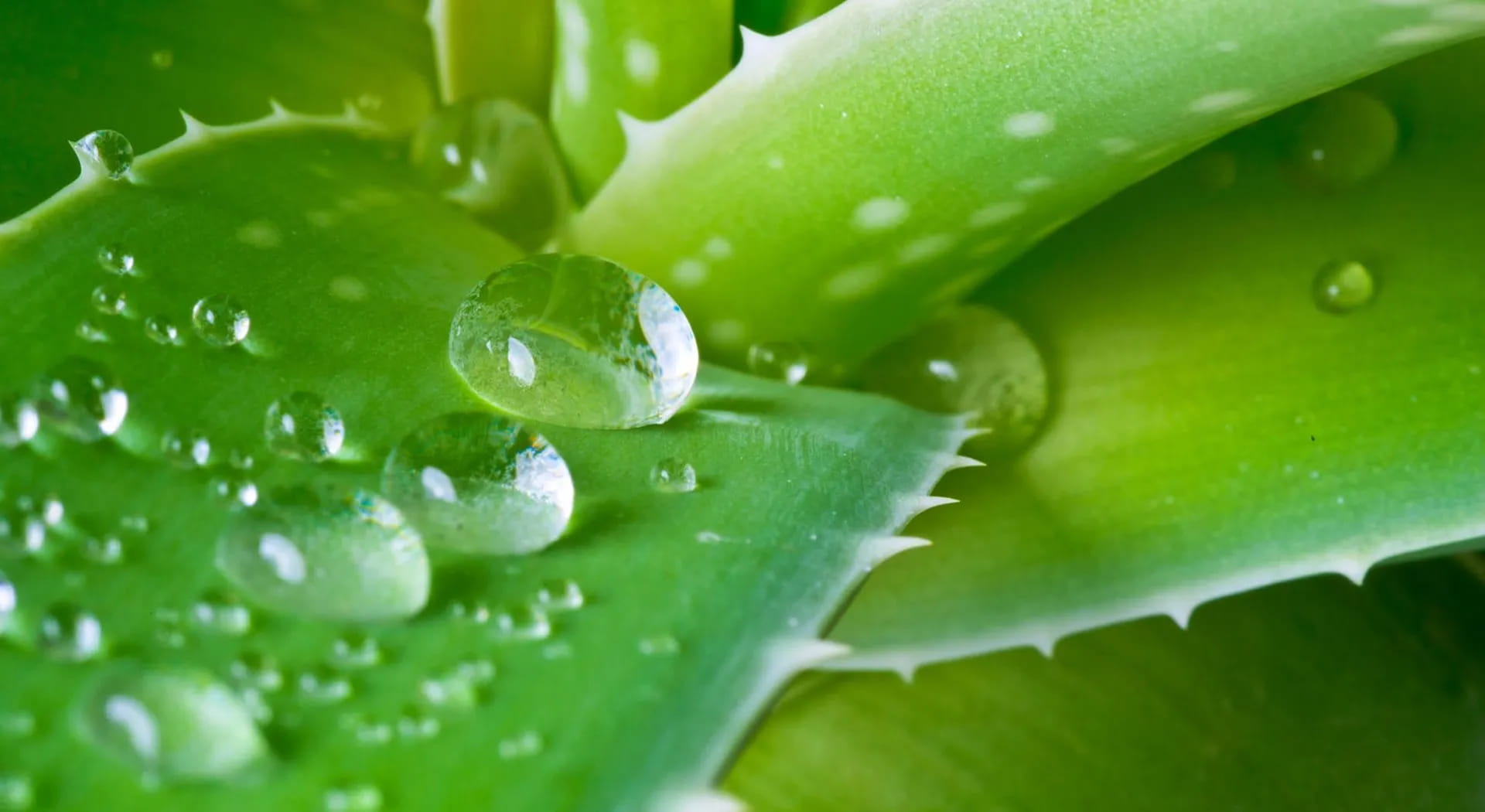 Aloe vera: tutti gli usi