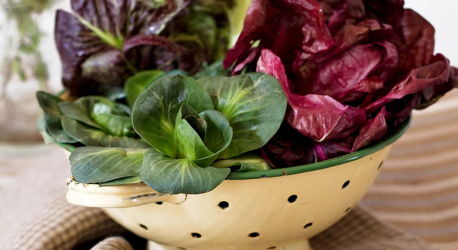 Radicchio, Sorten, Konservierung und Kochmethoden